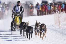 Lenk 2013